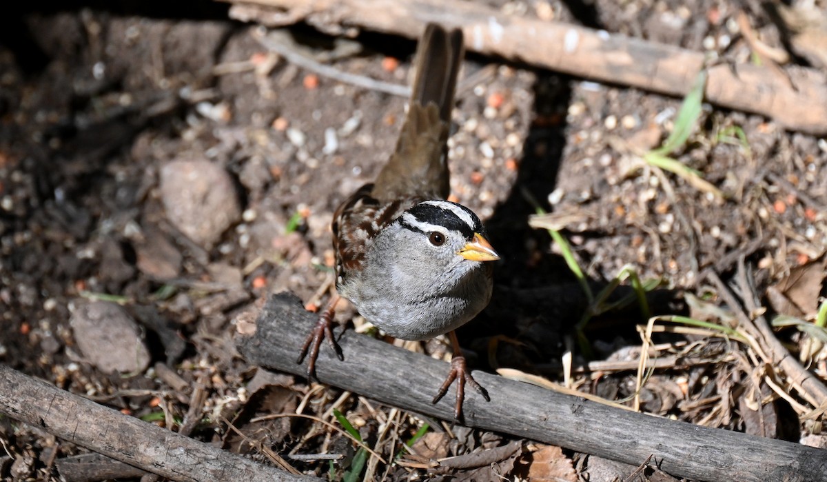 Бруант білобровий - ML646820738