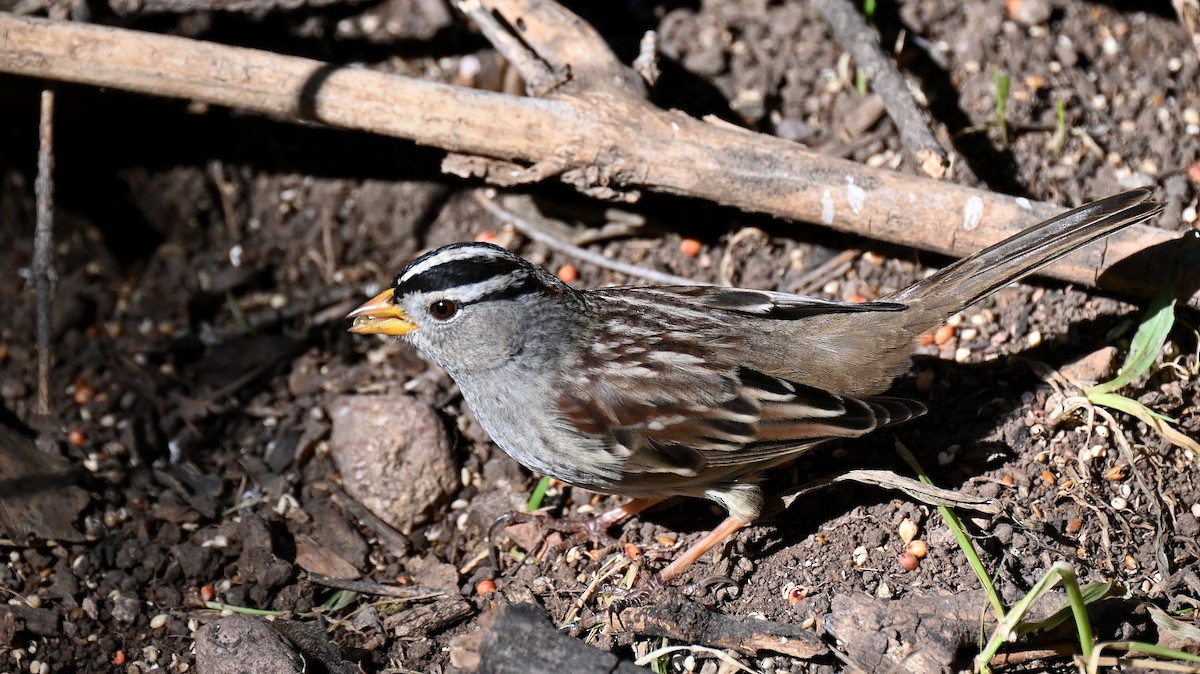 Бруант білобровий - ML646820739