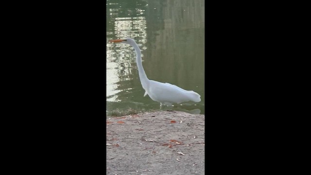 volavka bílá - ML646820740