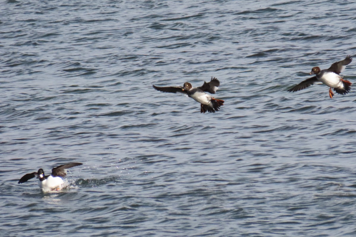 Common Goldeneye - ML646820742