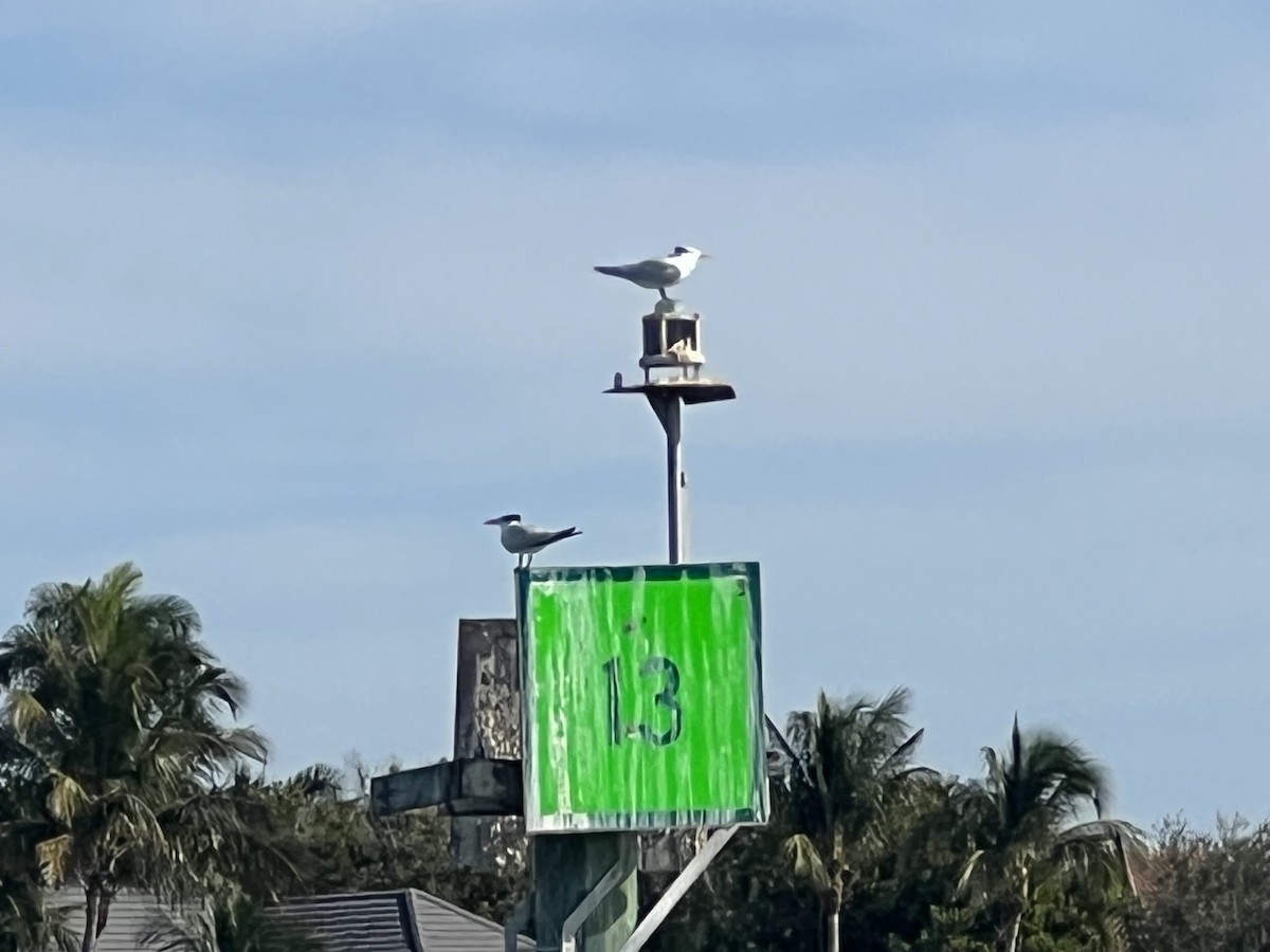 Königsseeschwalbe - ML646820743