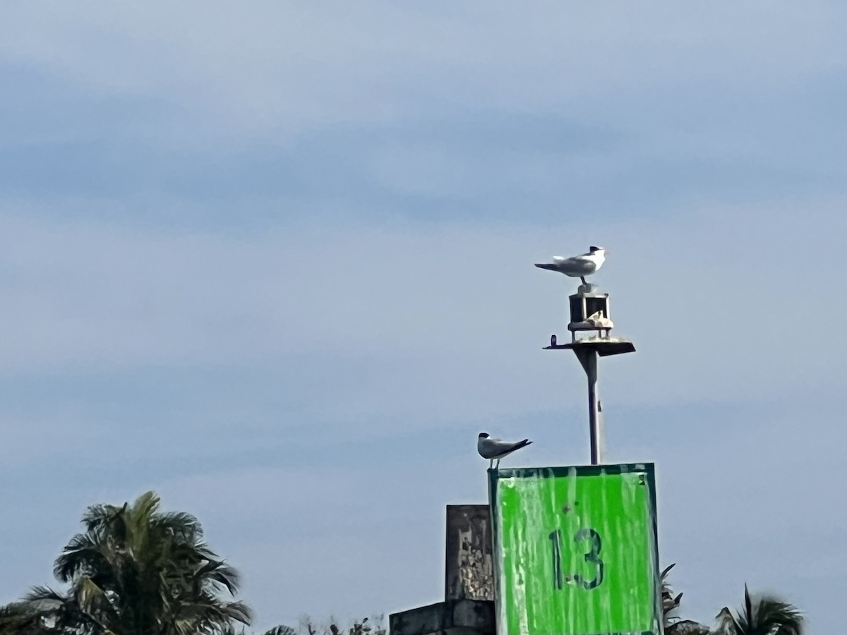 Königsseeschwalbe - ML646820744