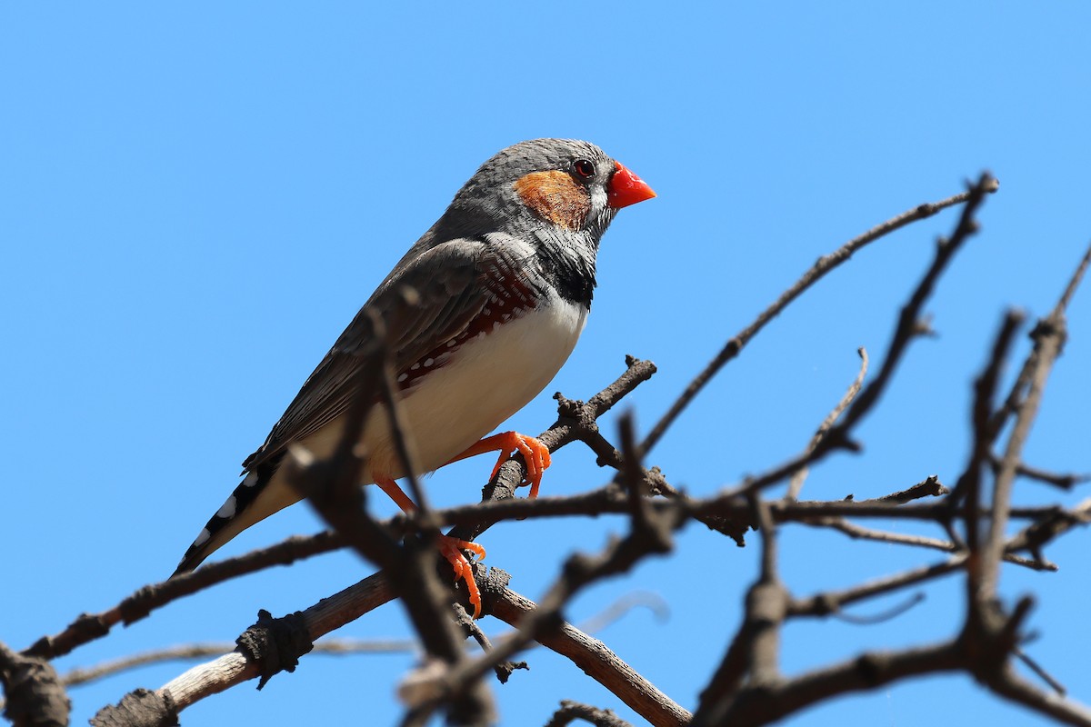 Diamante Cebra - ML646820746