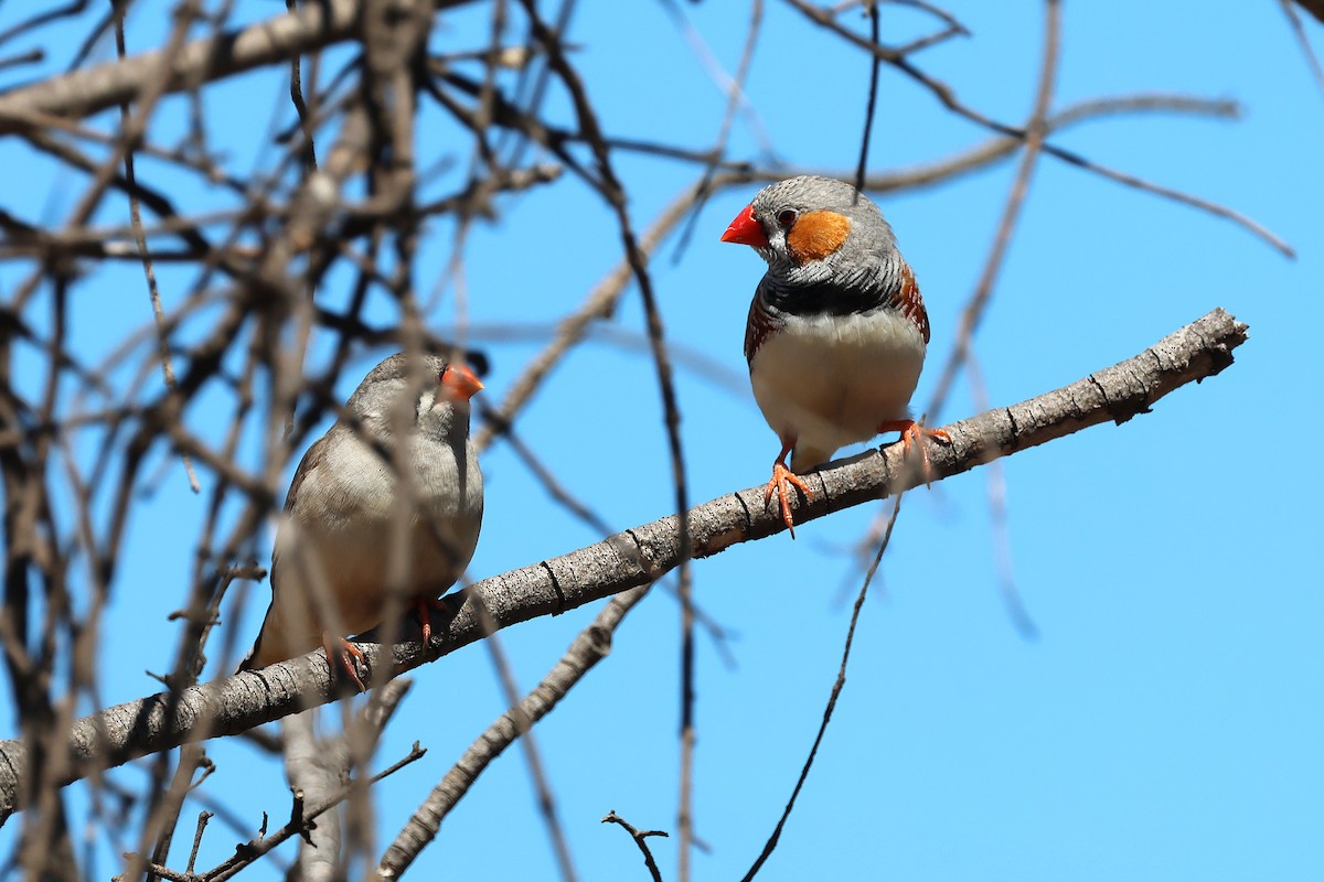 Diamante Cebra - ML646820747