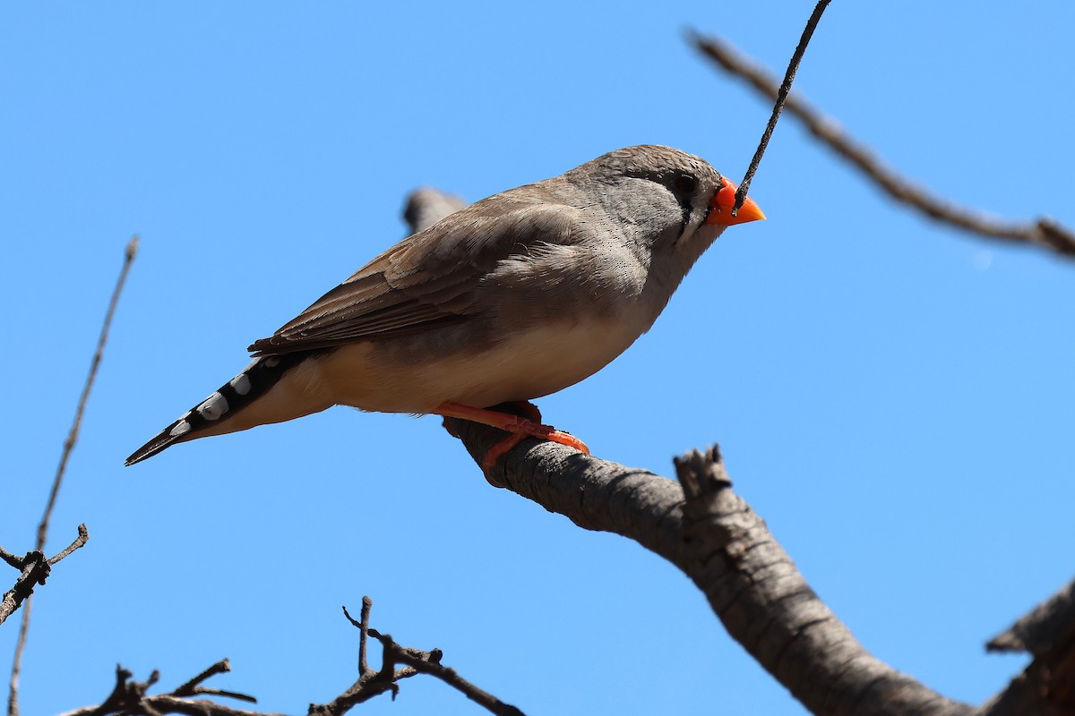 Diamante Cebra - ML646820748