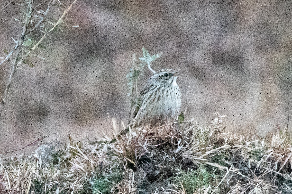 Upland Pipit - ML646820752