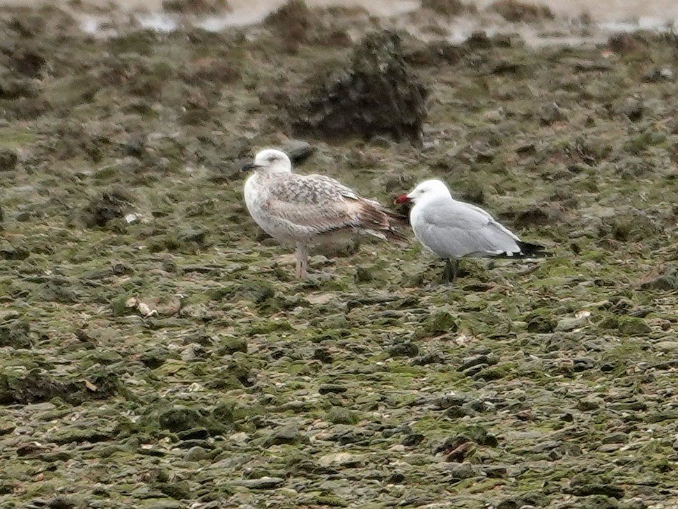 Audouin's Gull - ML646820759