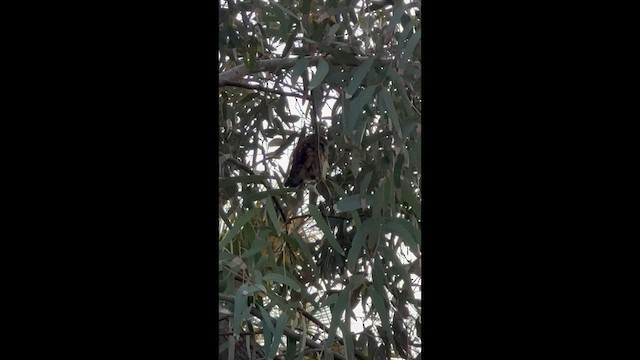 sýc americký - ML646820761