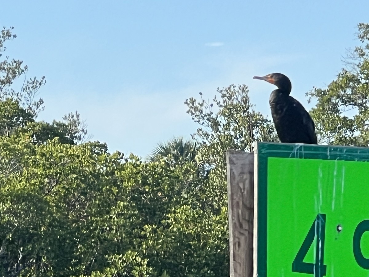 Cormorán Orejudo - ML646820762