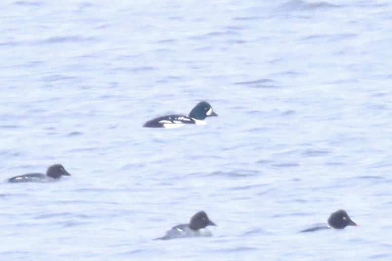 Barrow's Goldeneye - ML646820763