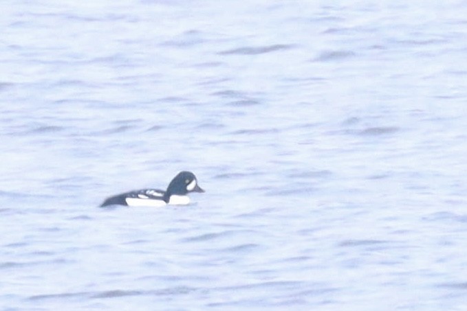 Barrow's Goldeneye - ML646820764