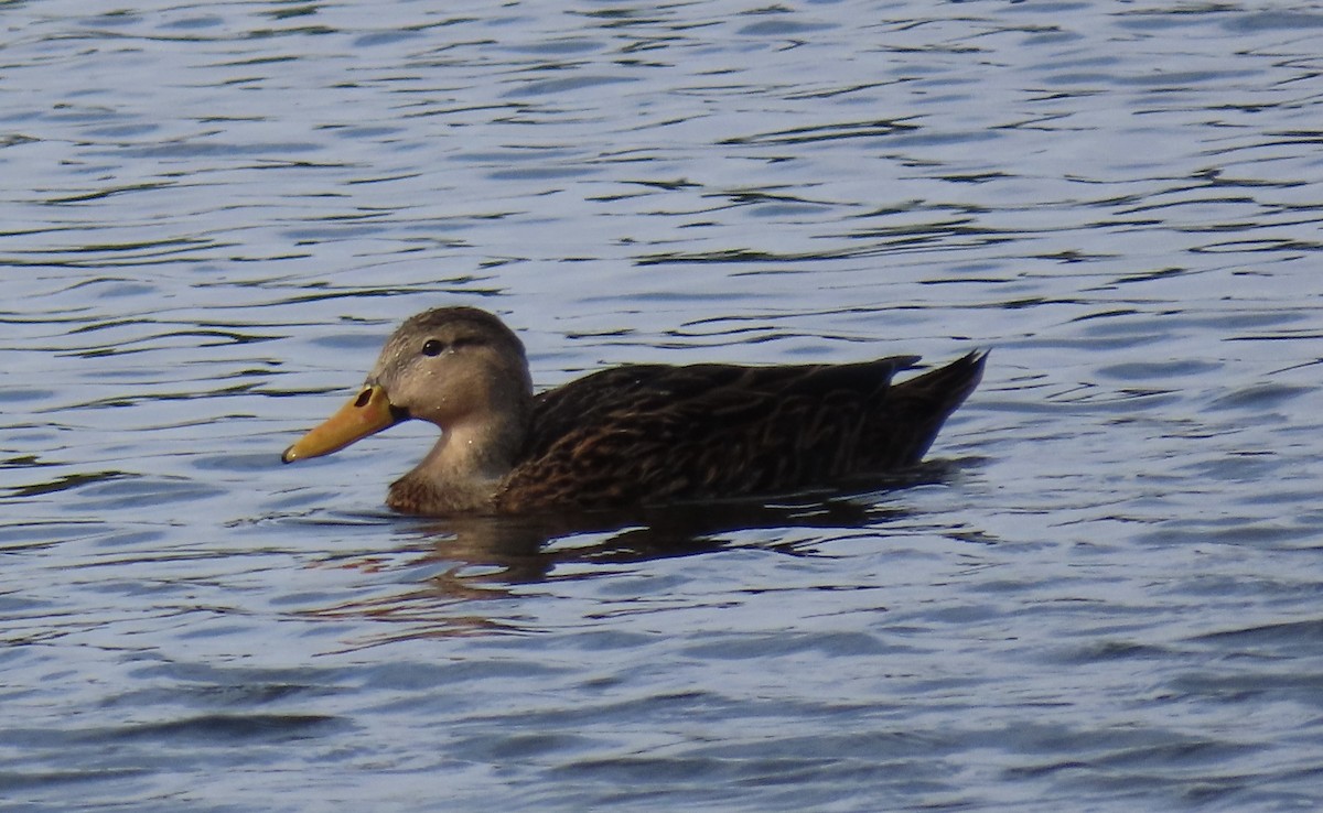 Mottled Duck - ML646820767