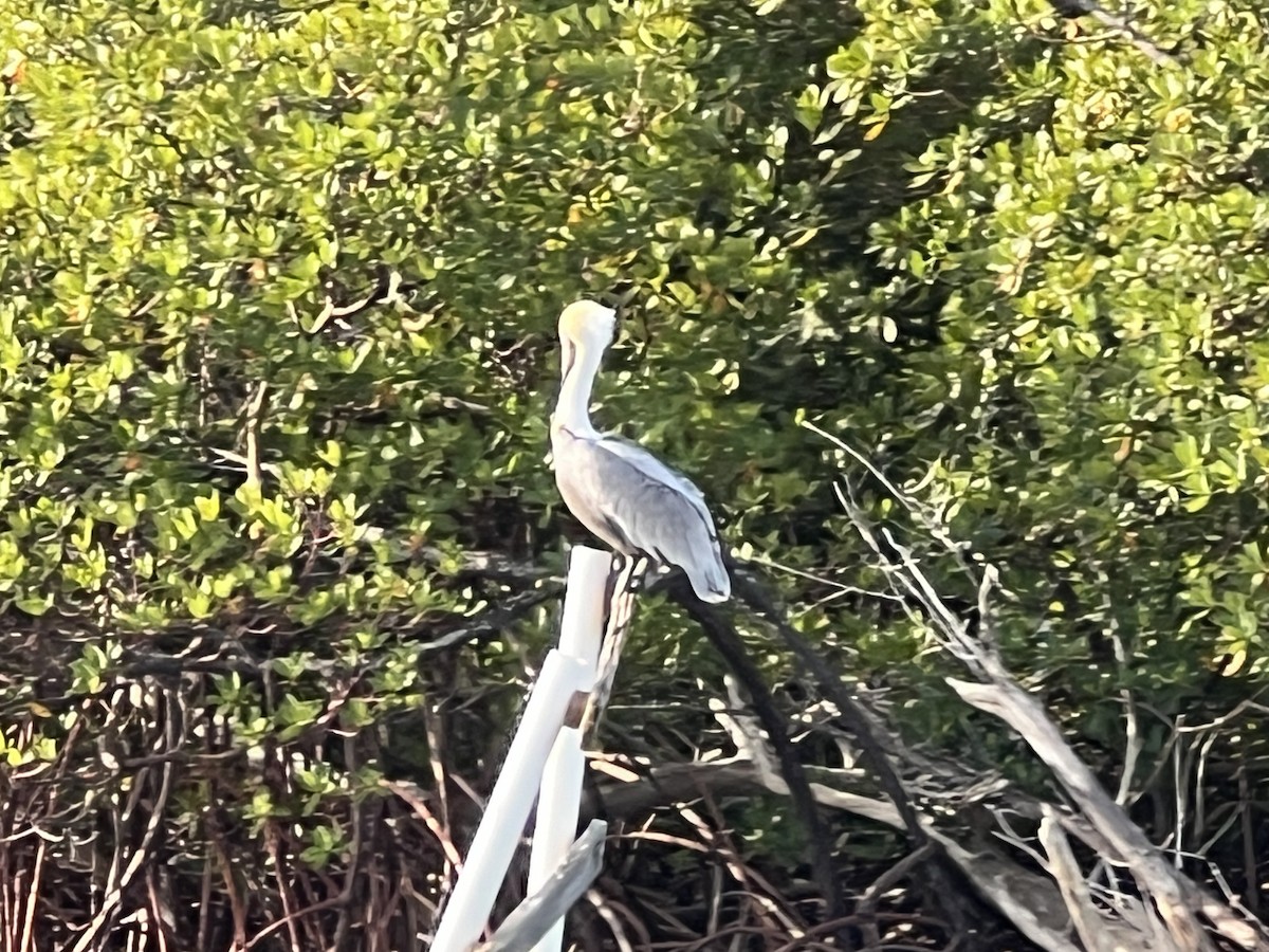 Braunpelikan - ML646820770