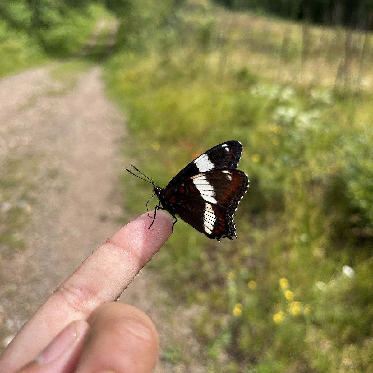 Red-spotted Admiral - ML646820771