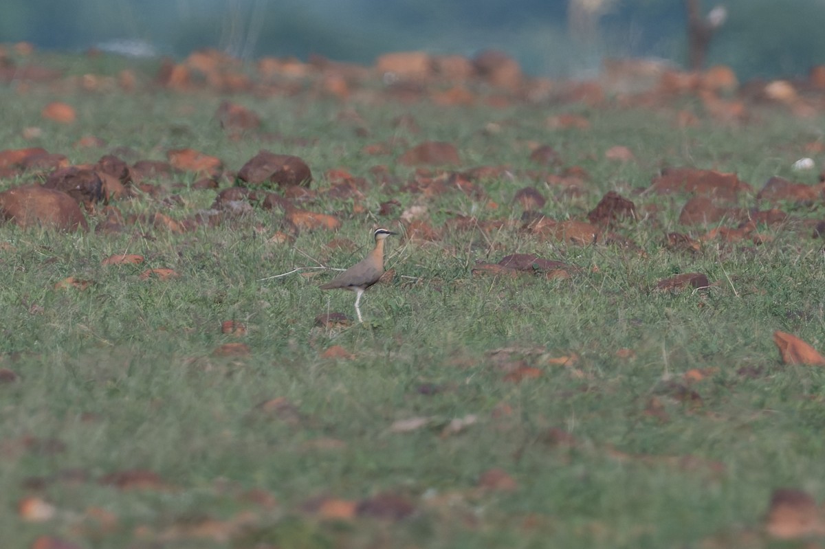 Indian Courser - ML646820772