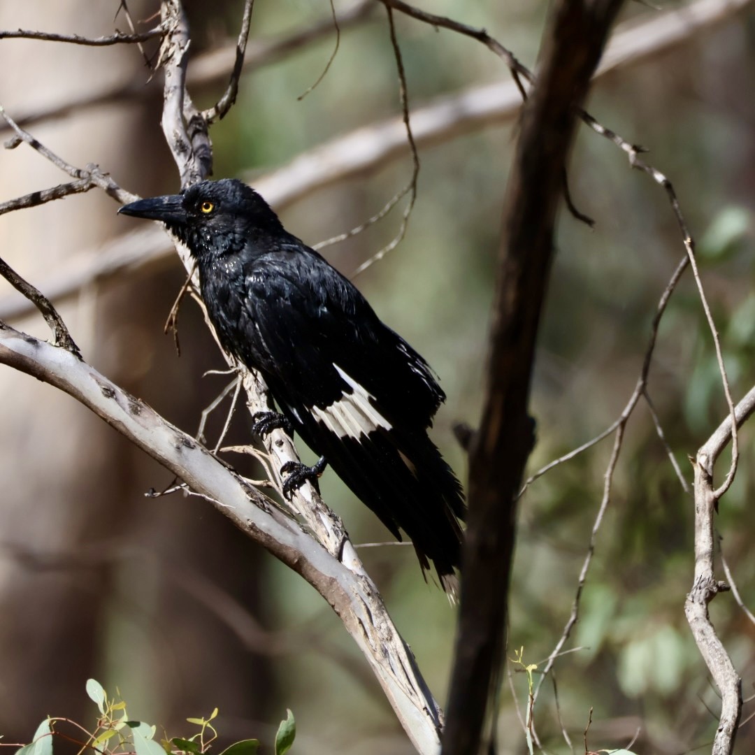 Pied Currawong - ML646820774