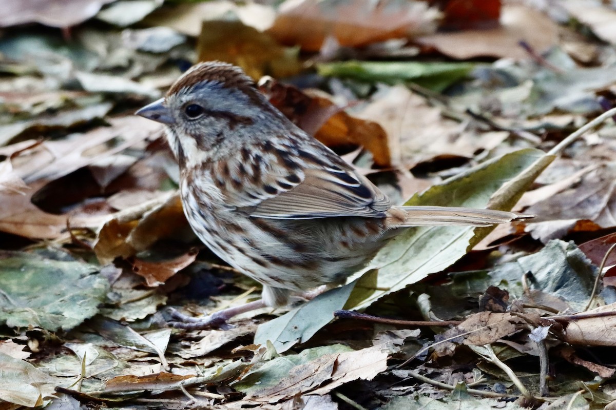 strnadec zpěvný - ML646820775