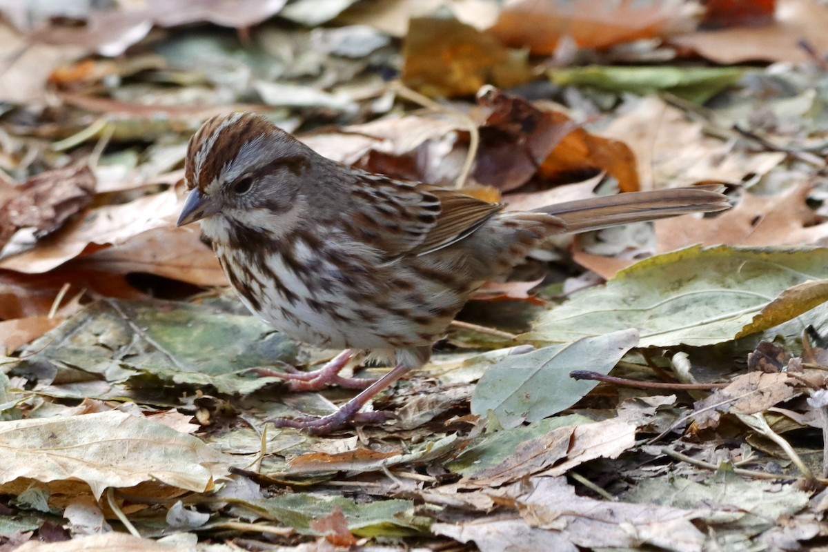 strnadec zpěvný - ML646820776