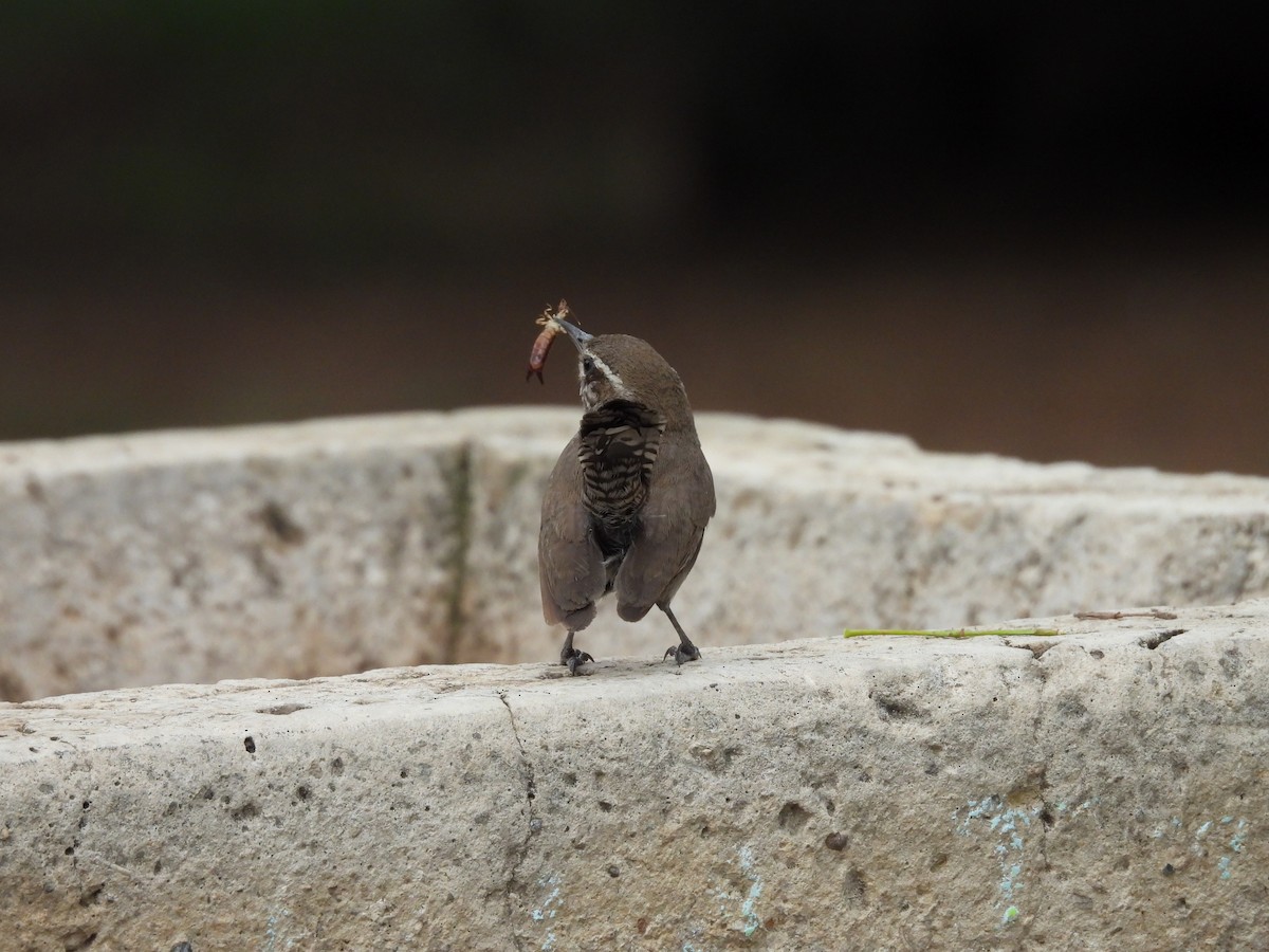 Bewick's Wren - ML646820781