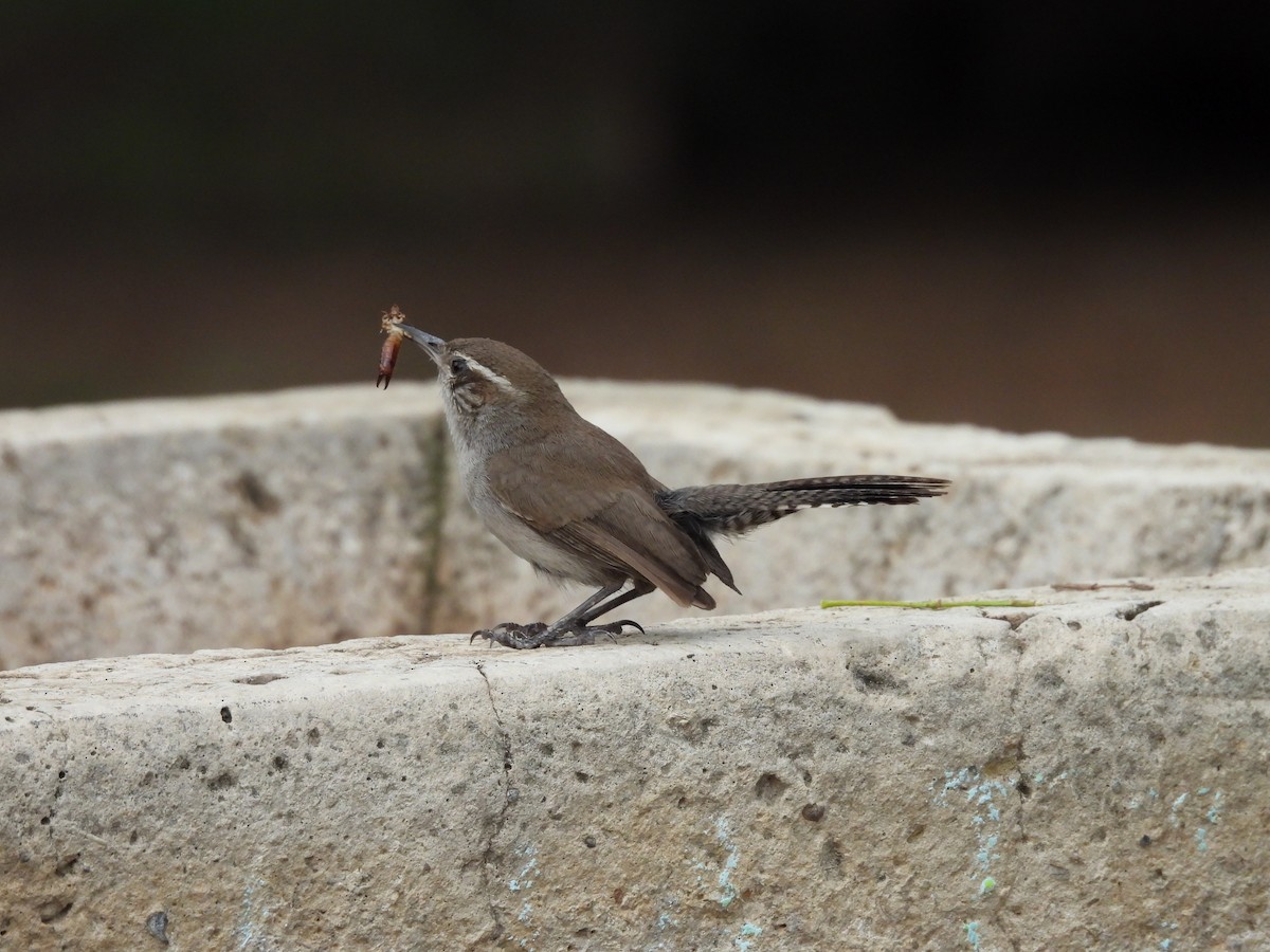 Bewick's Wren - ML646820782