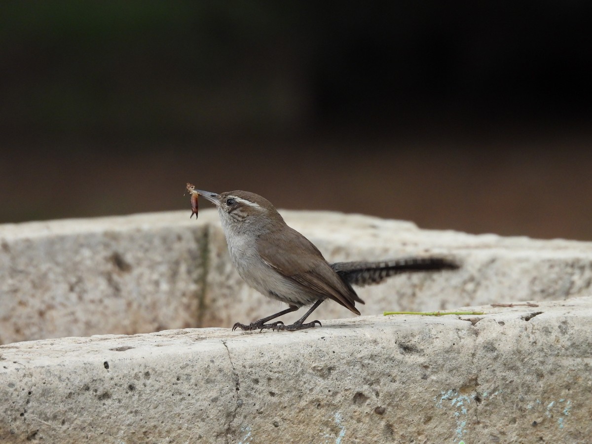 Bewick's Wren - ML646820783