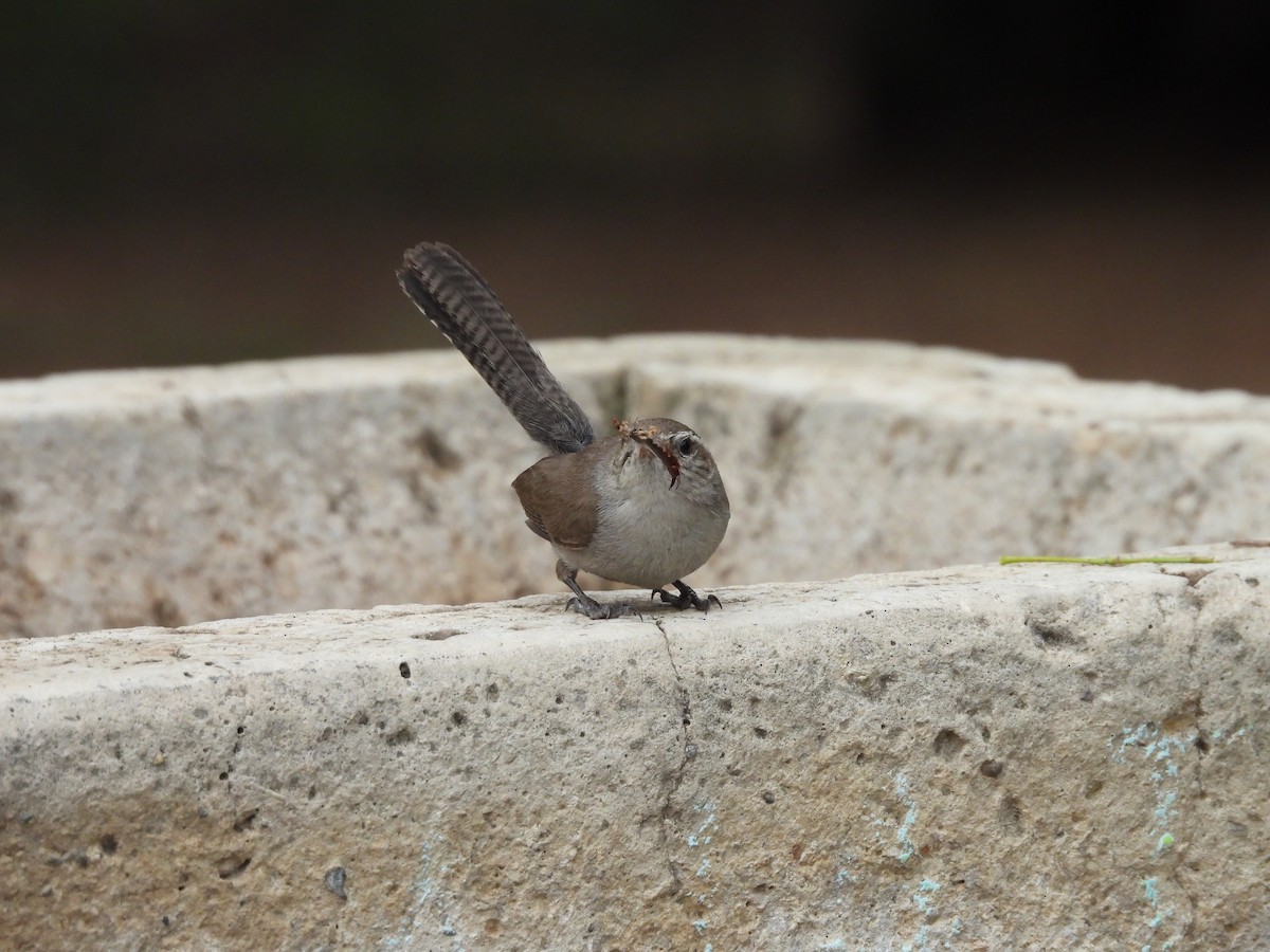 Bewick's Wren - ML646820784