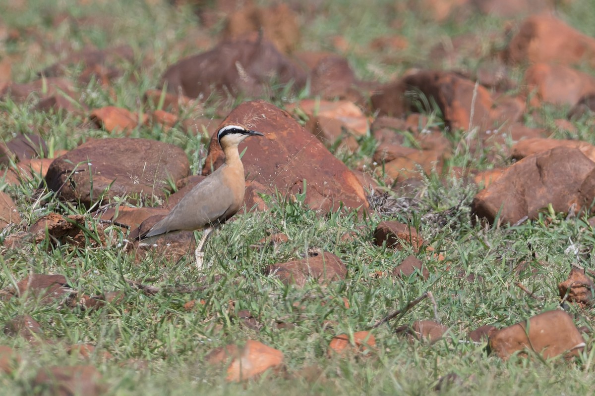 インドスナバシリ - ML646820786