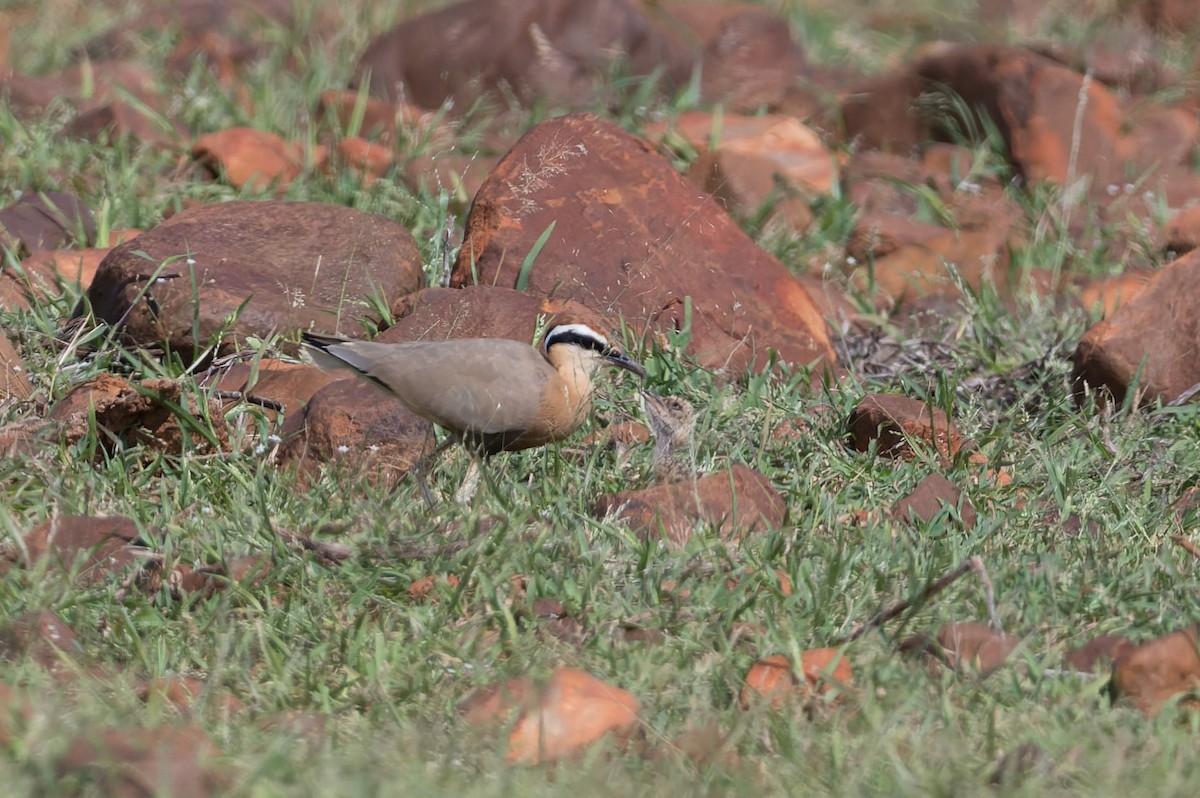 Indian Courser - ML646820787
