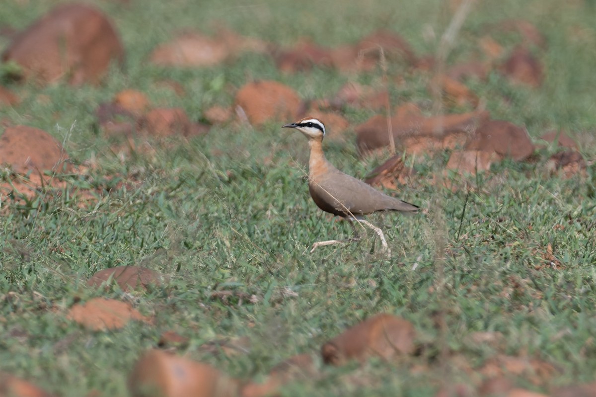 Indian Courser - ML646820788