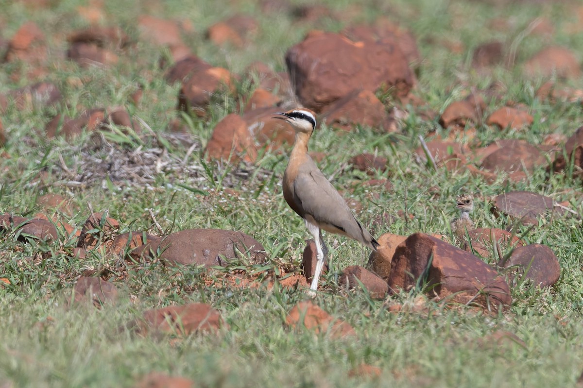 Indian Courser - ML646820789