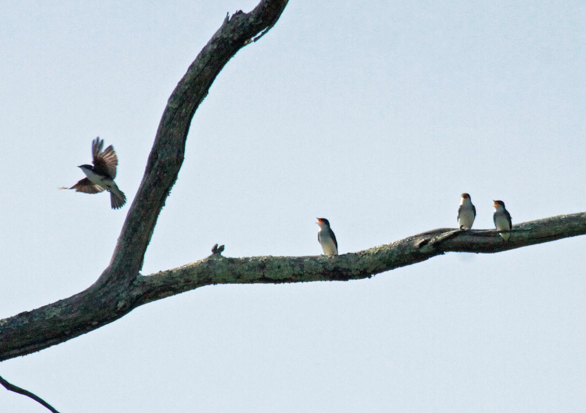 Tree Swallow - ML646820790