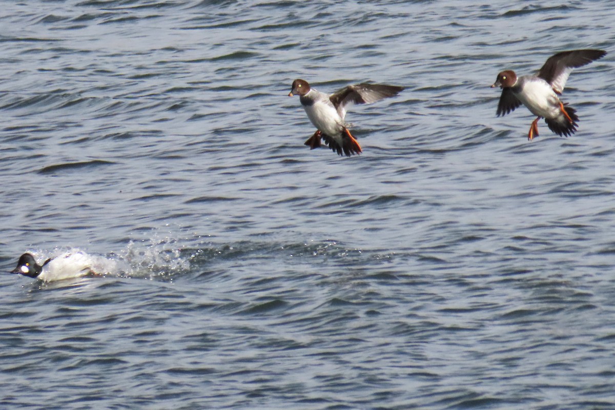 Common Goldeneye - ML646820792