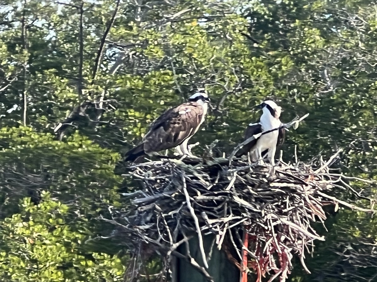 Fischadler - ML646820793