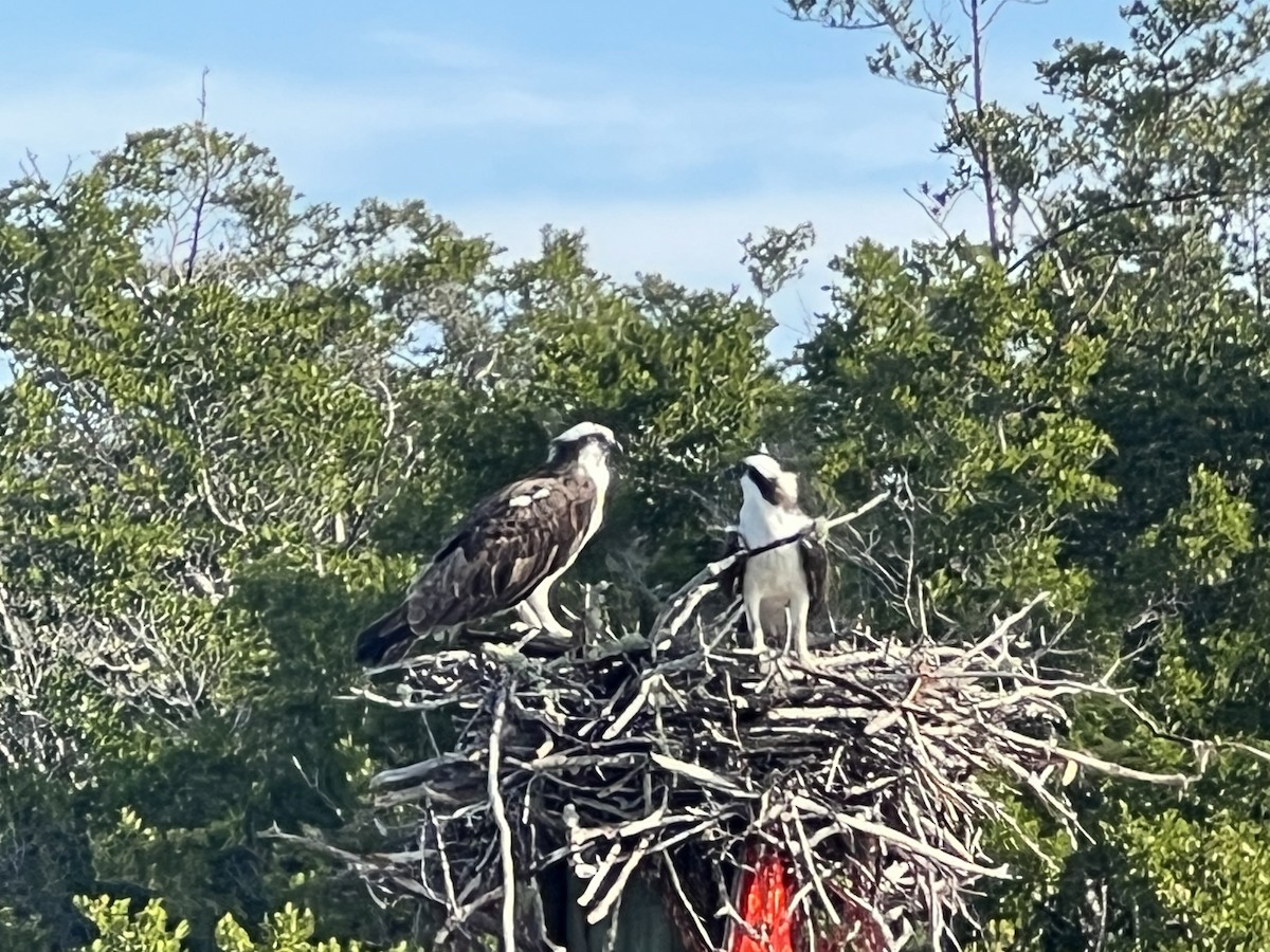 Fischadler - ML646820794