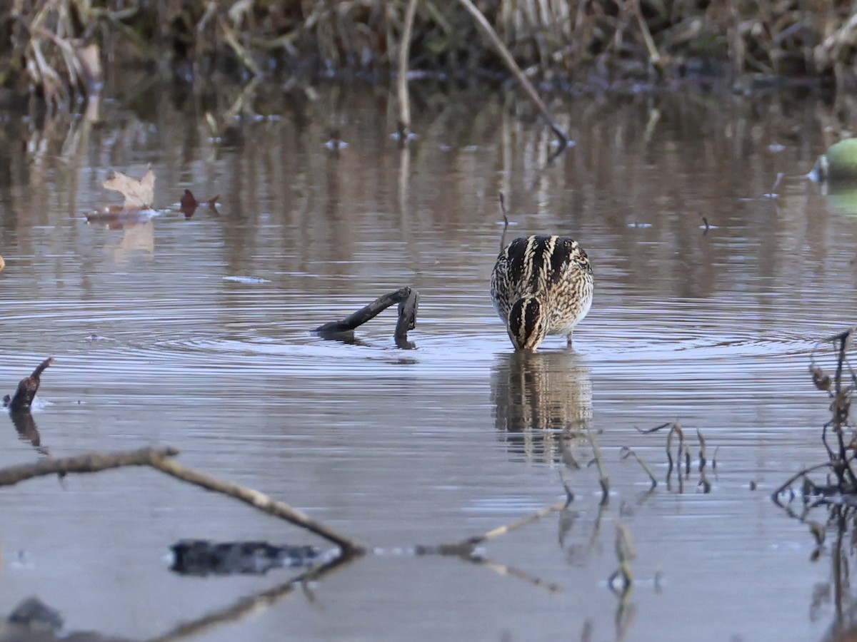 Wilson's Snipe - ML646820795