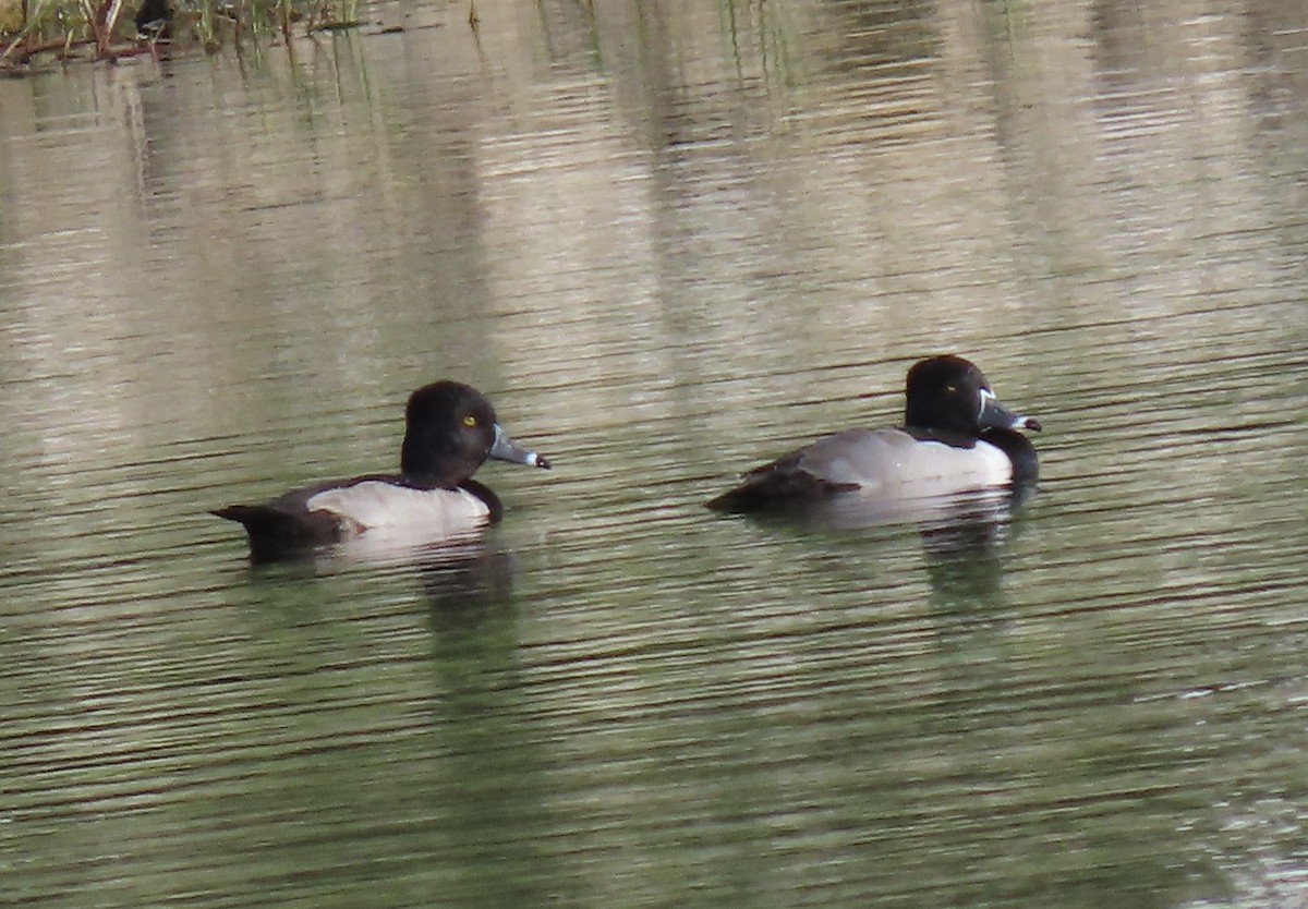 Ring-necked Duck - ML646820796