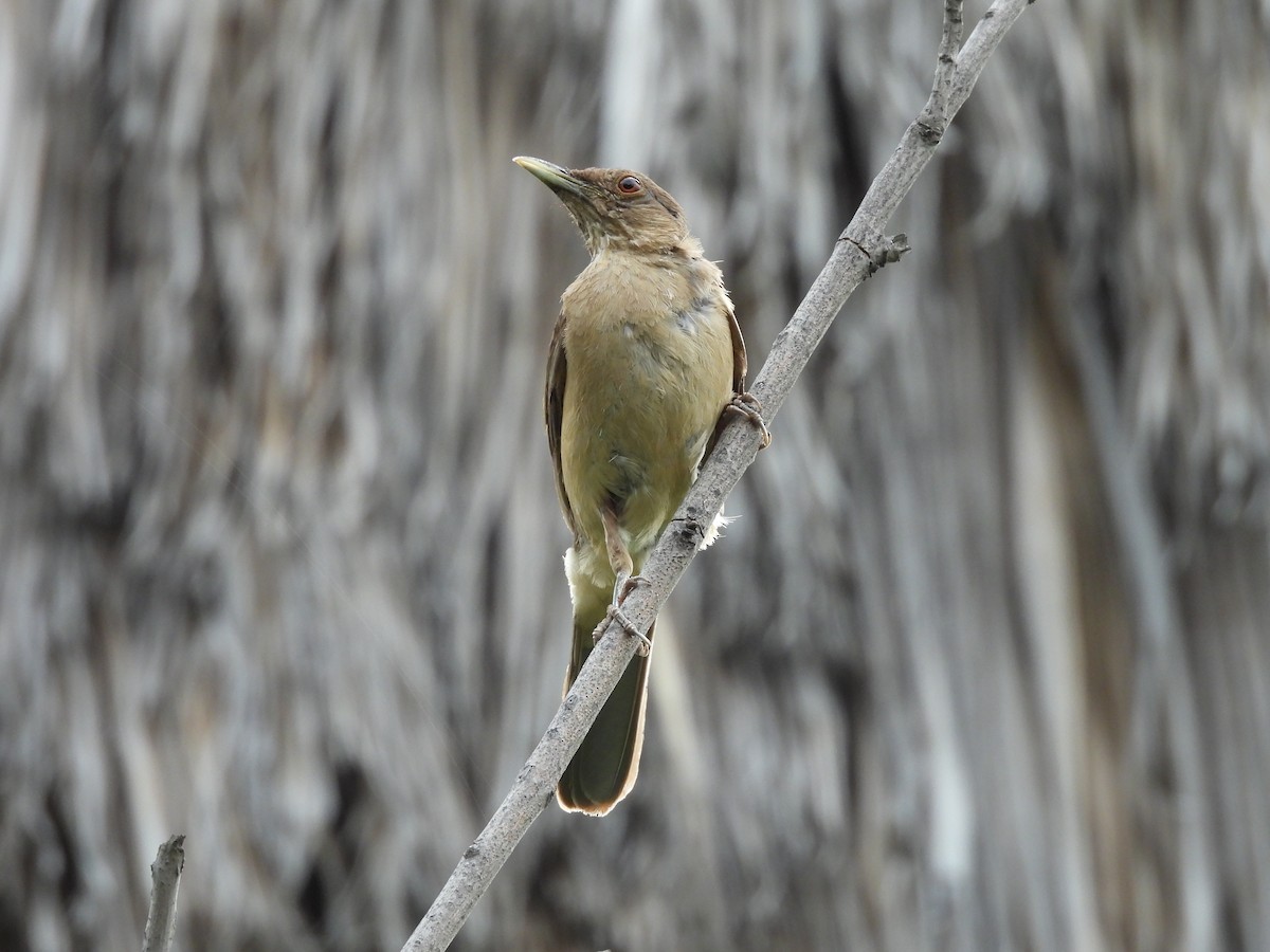 Merle fauve - ML646820799