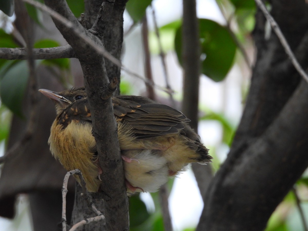 Merle fauve - ML646820800