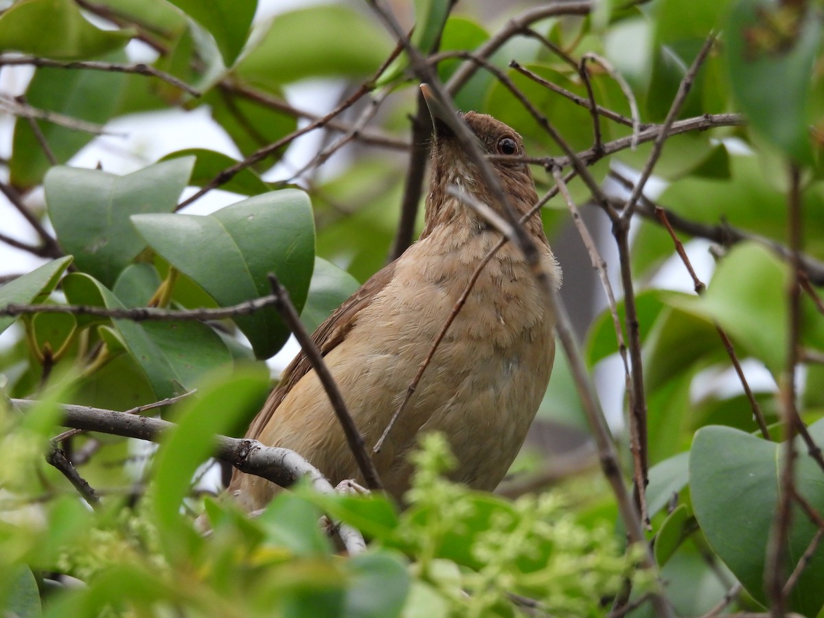 Merle fauve - ML646820801