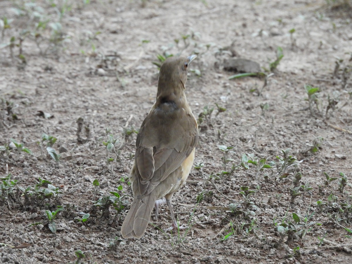 Merle fauve - ML646820802