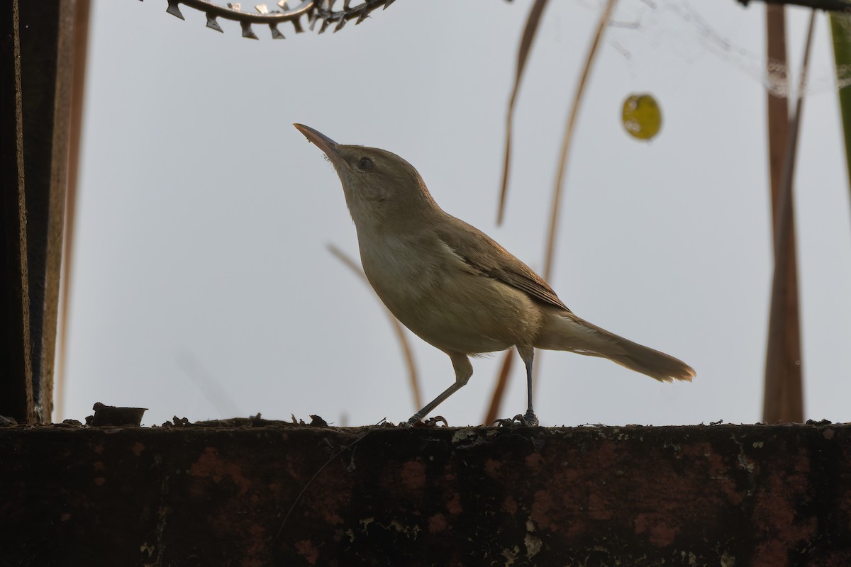 קנית אפריקנית - ML646820803