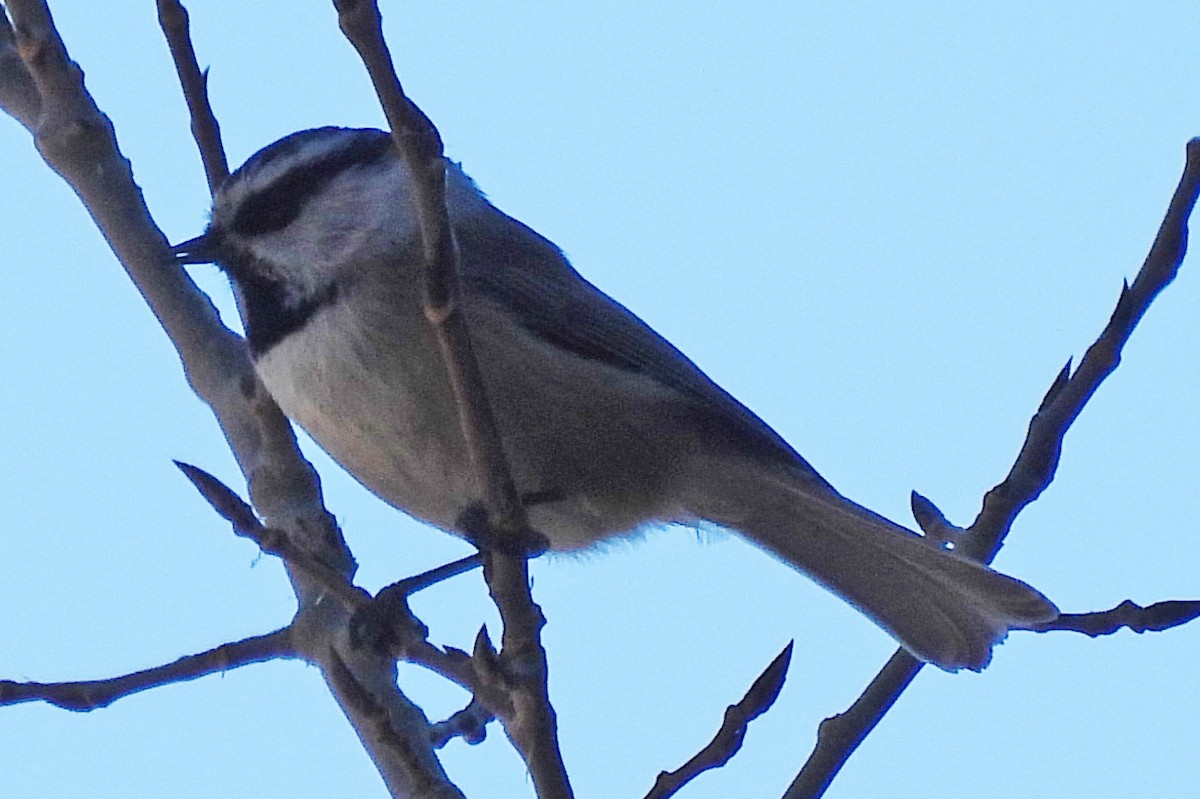 Mountain Chickadee - ML646820804