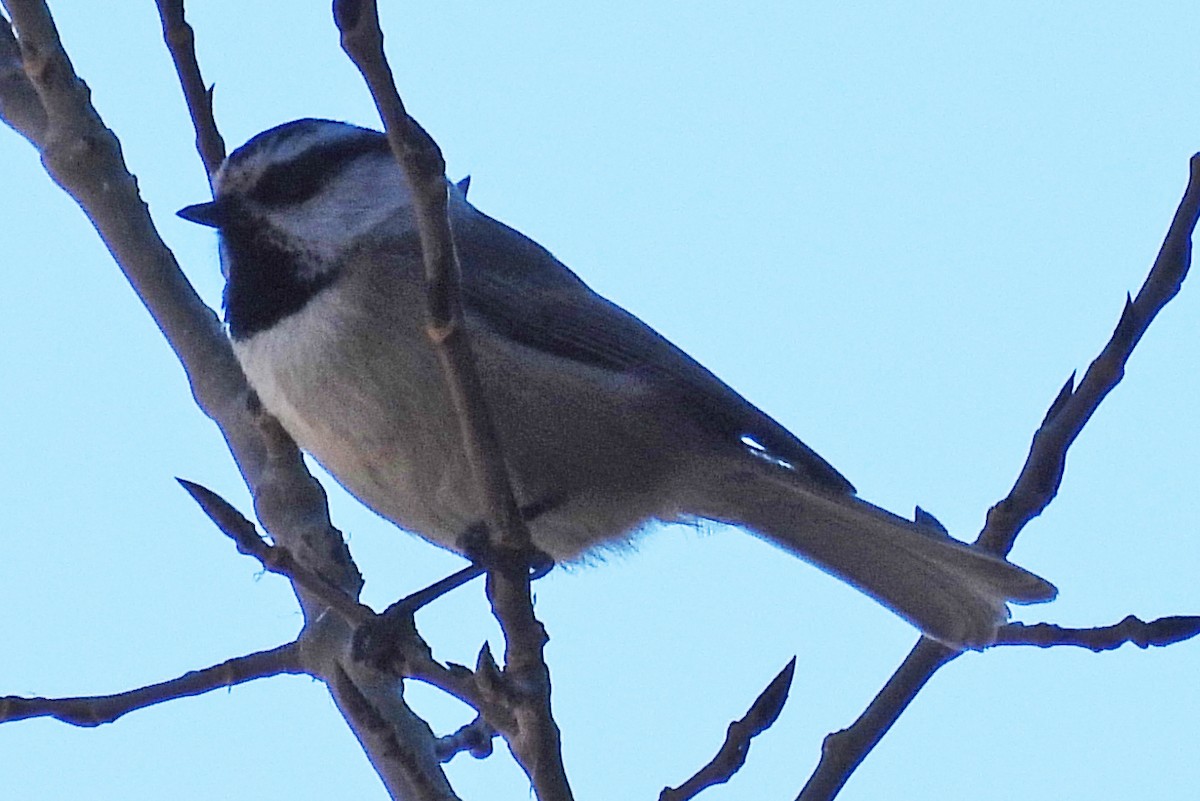 Mountain Chickadee - ML646820806