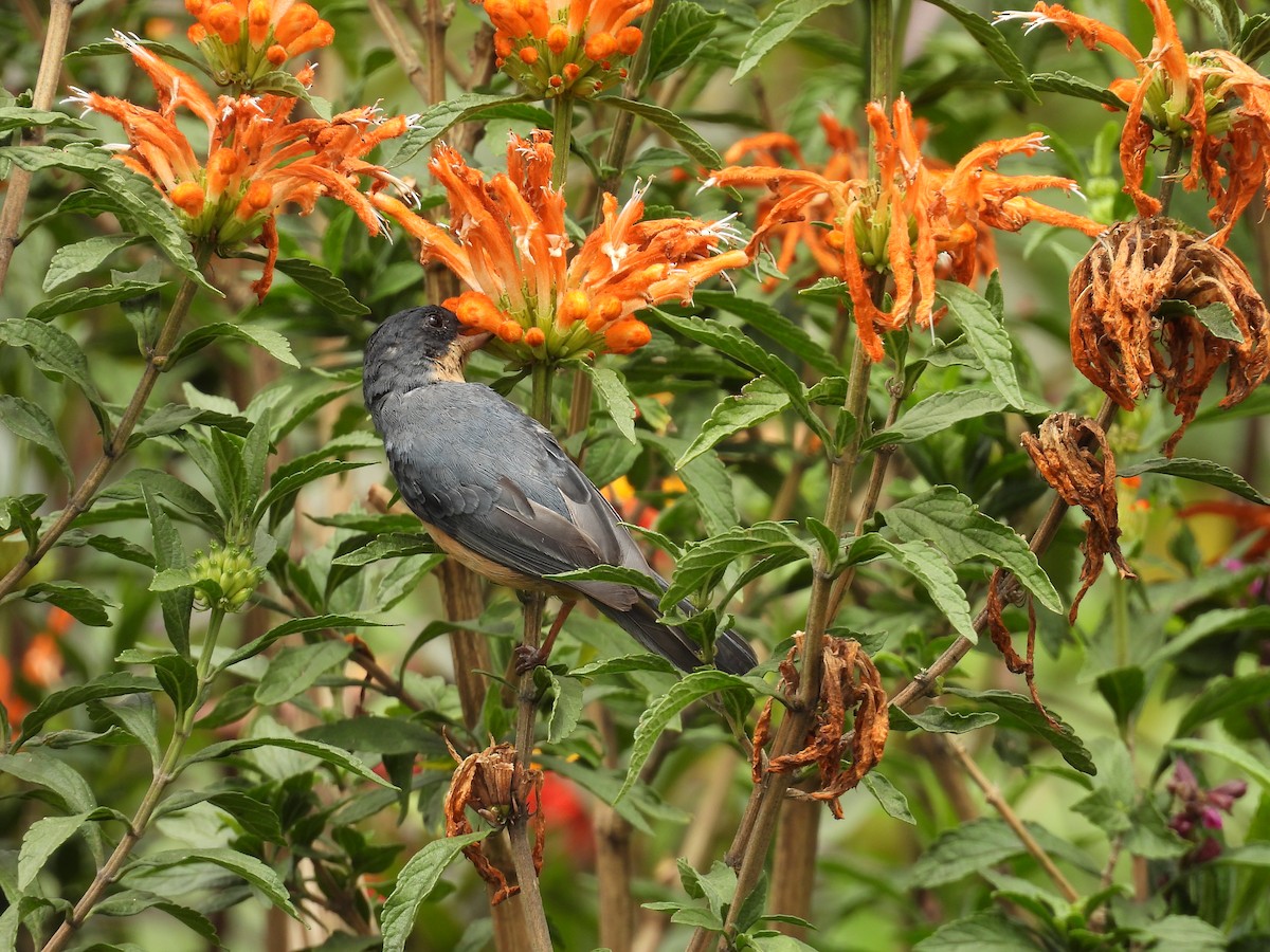 Rusty Flowerpiercer - ML646820809