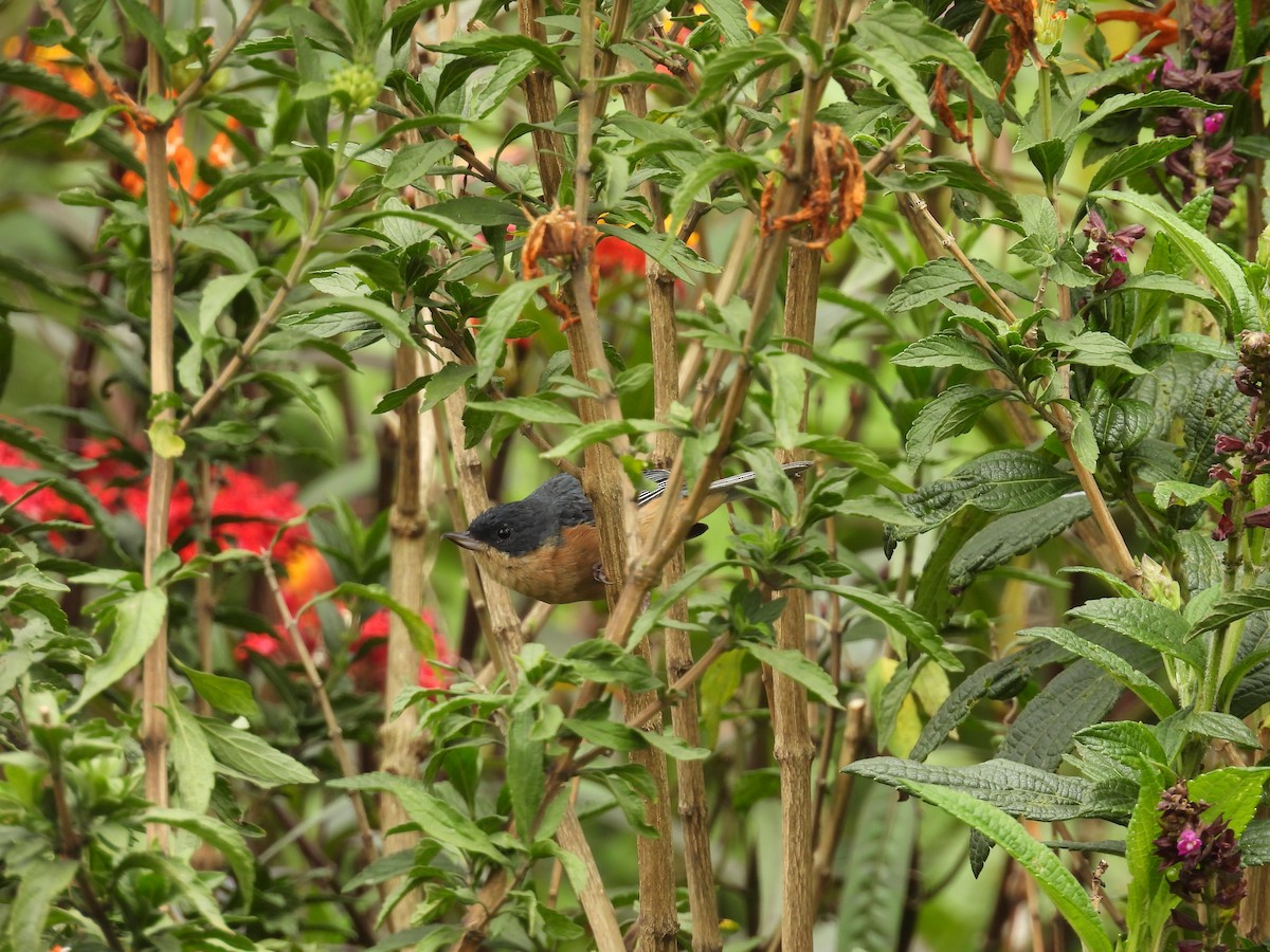 Rusty Flowerpiercer - ML646820810