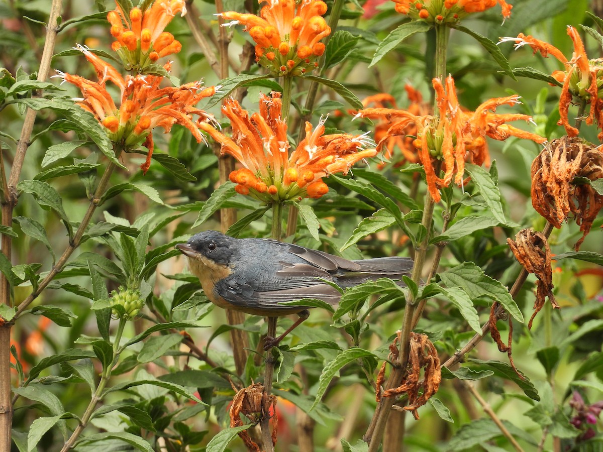 Rusty Flowerpiercer - ML646820811