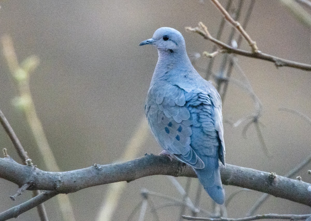 Eared Dove - ML646820812