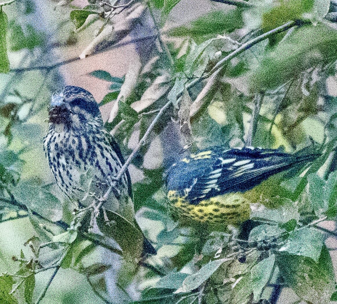 Spot-winged Grosbeak - ML646820813