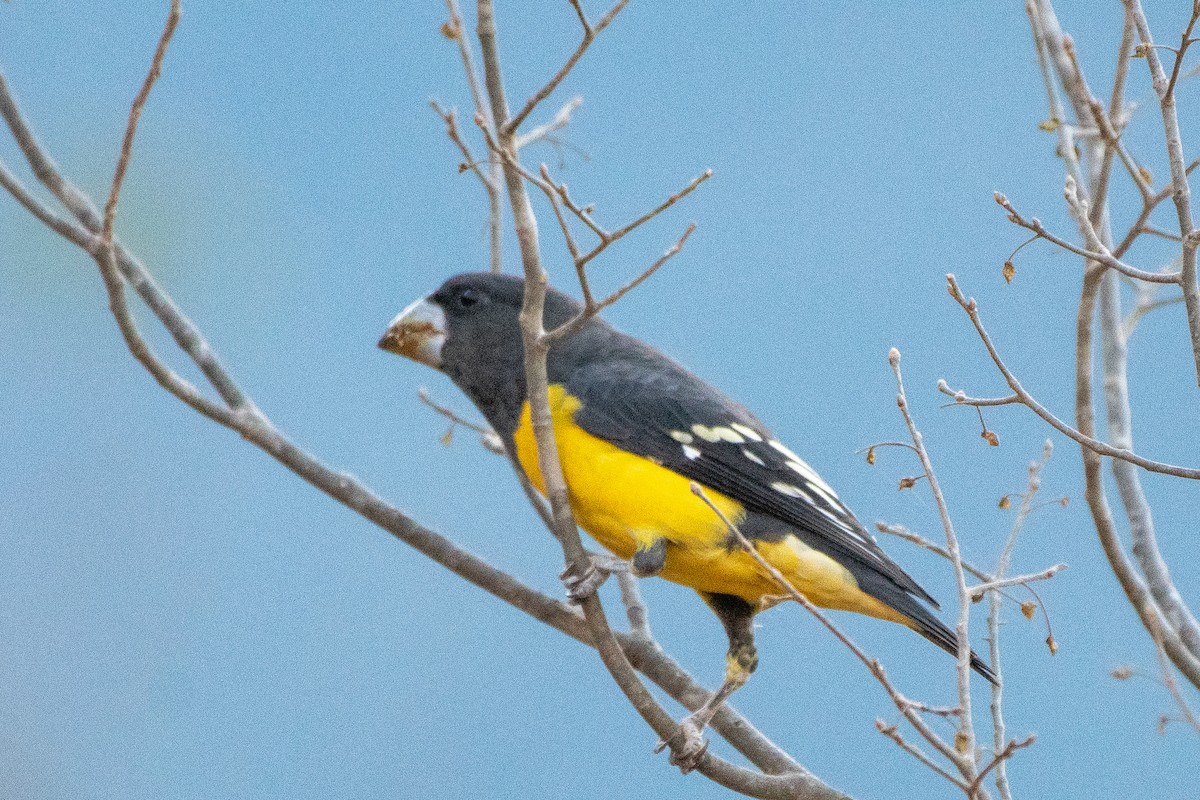 Spot-winged Grosbeak - ML646820814