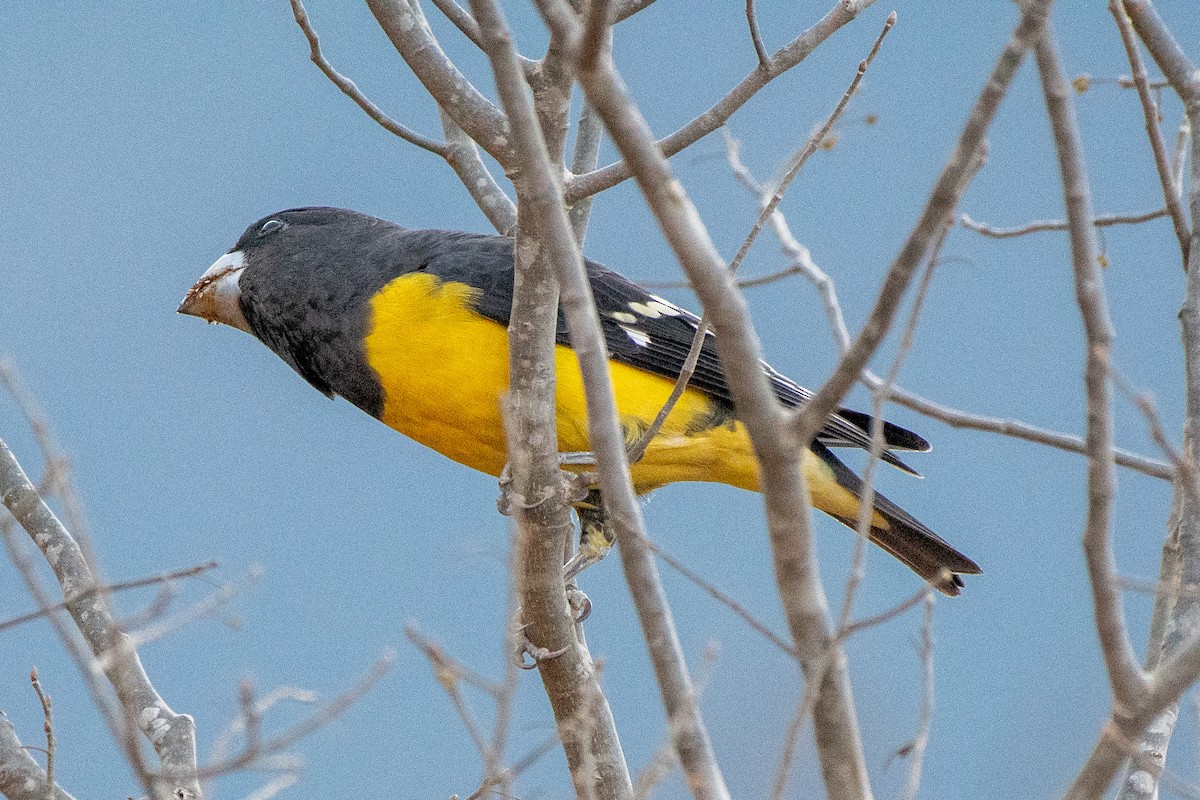 Spot-winged Grosbeak - ML646820815